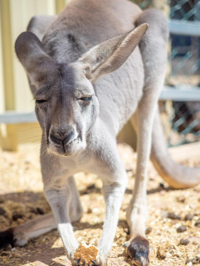 Wallaroo Holiday Park Eksteriør billede
